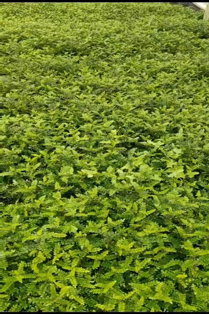 高度30厘米胡椒木