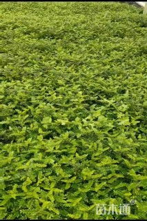 高度30厘米胡椒木