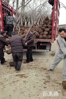 3公分紫玉兰