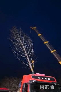 15公分造型银杏