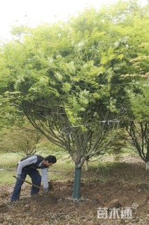 11公分鸡爪槭