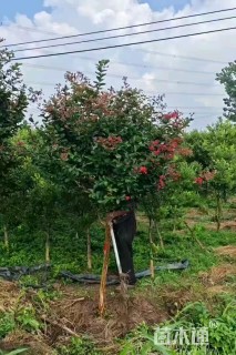 高度250厘米红花紫薇