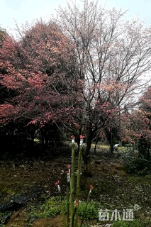 15公分鸡爪槭
