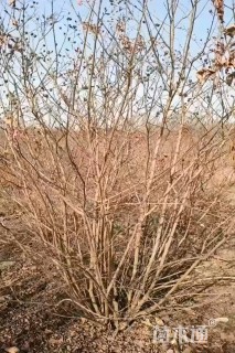 高度250厘米丛生紫薇