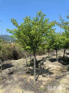 5公分福建山樱花