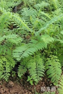 高度100厘米蓝花楹小苗