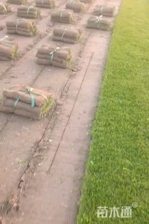 草卷状果岭草