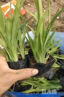 高度12厘米射干