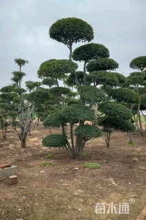 12公分造型亮晶女贞