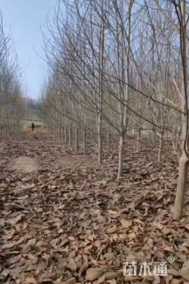 11公分二乔玉兰