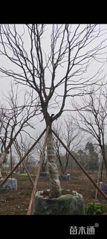 18公分乌桕