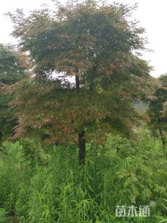 高度500厘米羽毛枫