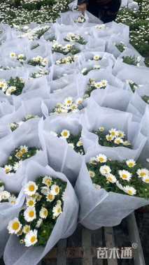 高度30厘米白晶菊