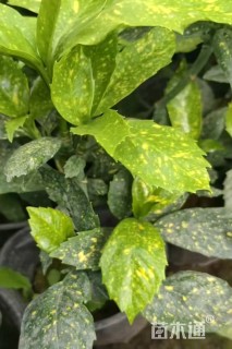 高度30厘米洒金珊瑚小苗