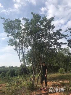 高度600厘米丛生紫薇