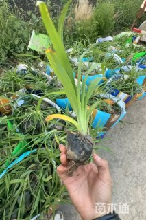 高度40厘米大花萱草
