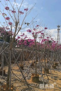 8公分紫花风铃木