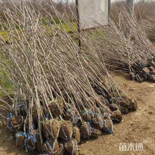 高度150厘米紫荆