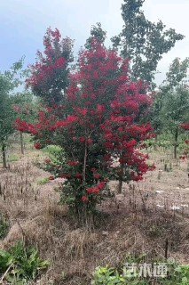 20公分造型红花继木桩