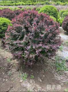 冠幅100厘米紫叶小檗球
