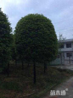 13公分桂花