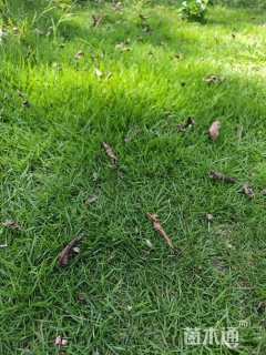 百慕大草种子