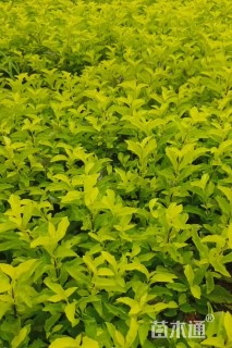 高度25厘米连翘