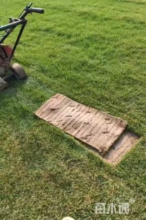 草卷状马尼拉草