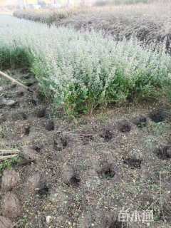 冠幅40厘米小叶女贞球