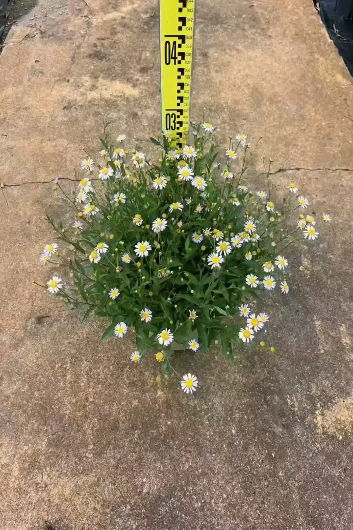 高度30厘米雏菊