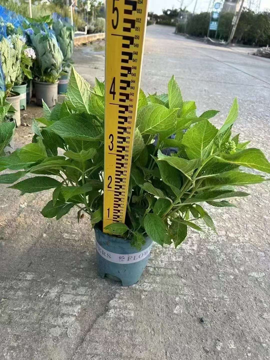 高度40厘米绣球
