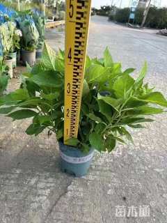 高度40厘米绣球