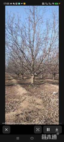 高度500厘米冬红果海棠