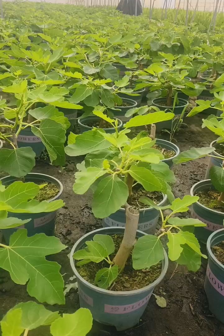 1公分无花果