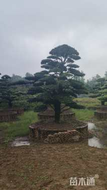 移栽苗造型罗汉松
