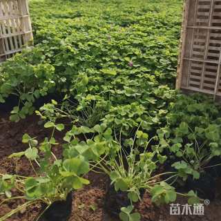 高度15厘米绿叶酢浆草