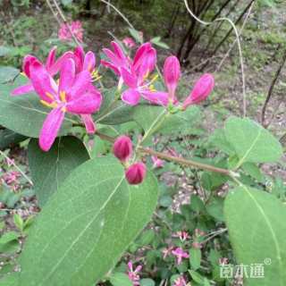 高度120厘米蓝叶忍冬