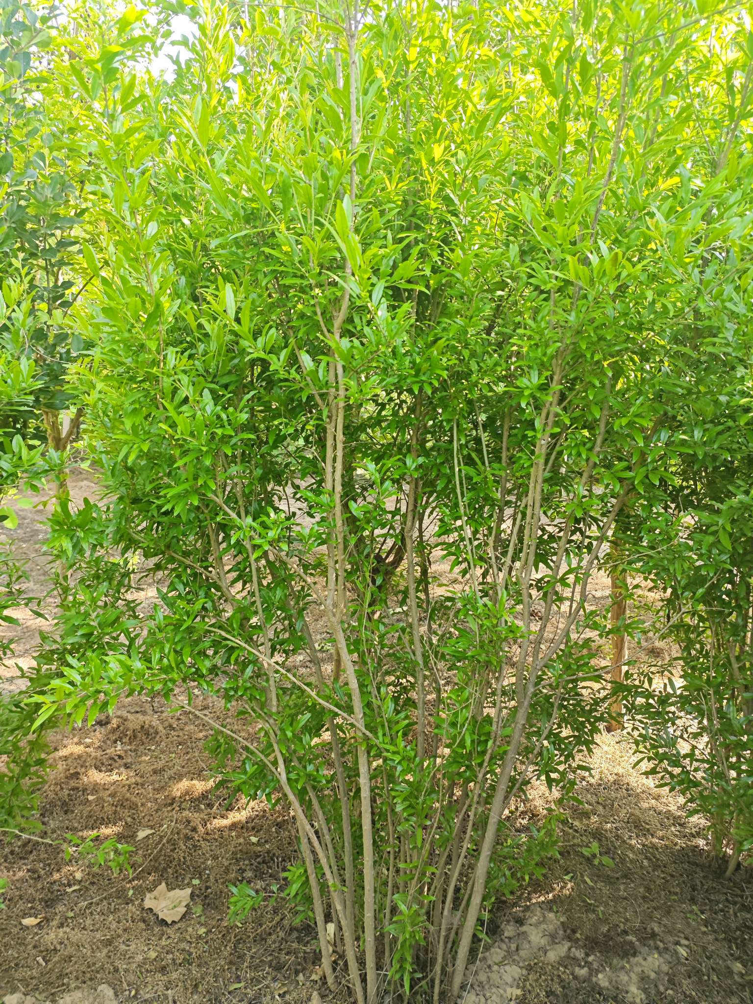 高度2.5厘米丛生花石榴