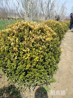 冠幅95厘米瓜子黄杨球