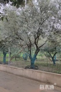 24公分橄榄树