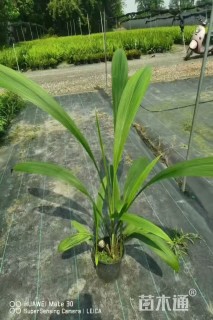高度20厘米大叶仙茅