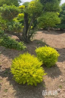 2公分造型小叶女贞