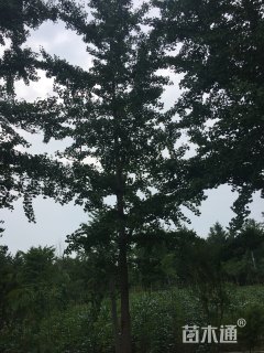 20公分银杏