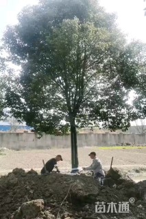 22公分香樟
