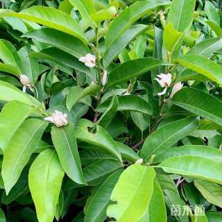 22公分白玉兰