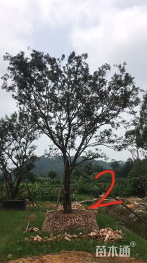 50公分朴树
