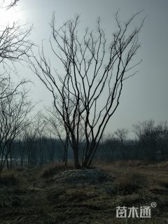 5公分丛生朴树