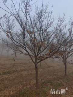 11公分日本红枫