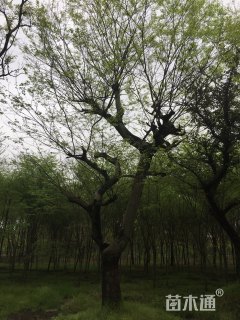 45公分造型朴树