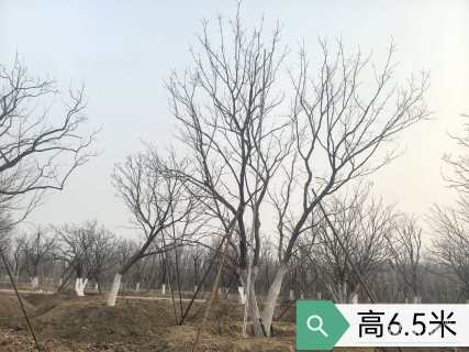 高度5厘米丛生元宝枫